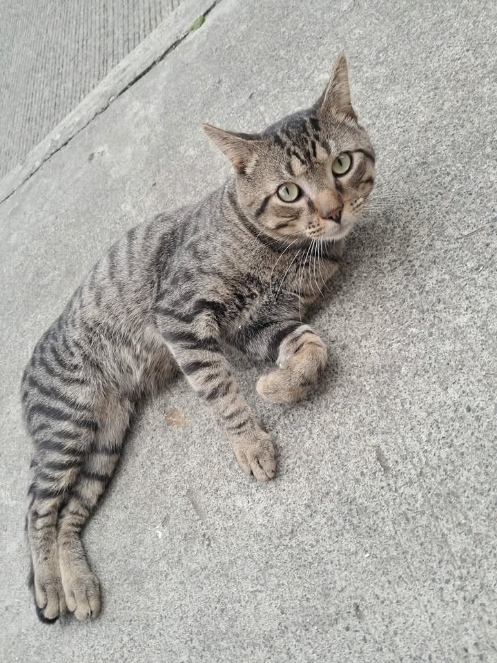 Gato en adopción en Pereira, Risaralda 