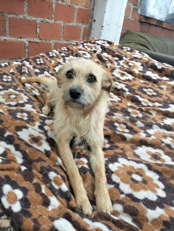 Perro encontrado en el sector de la Unimar 