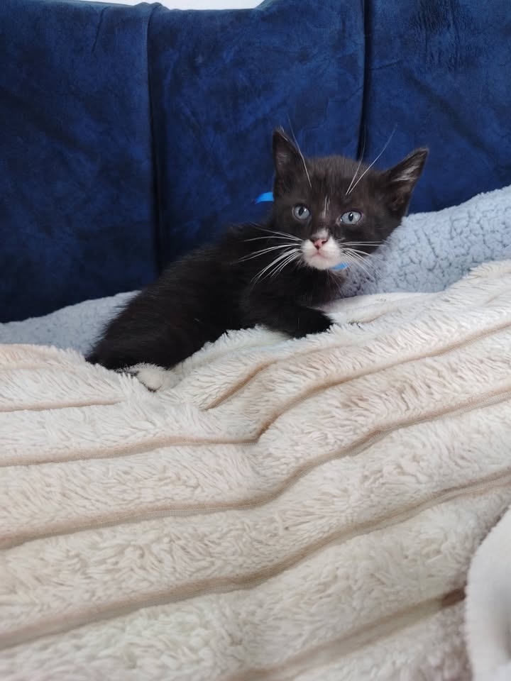Adopta Gatito en Bogotá 