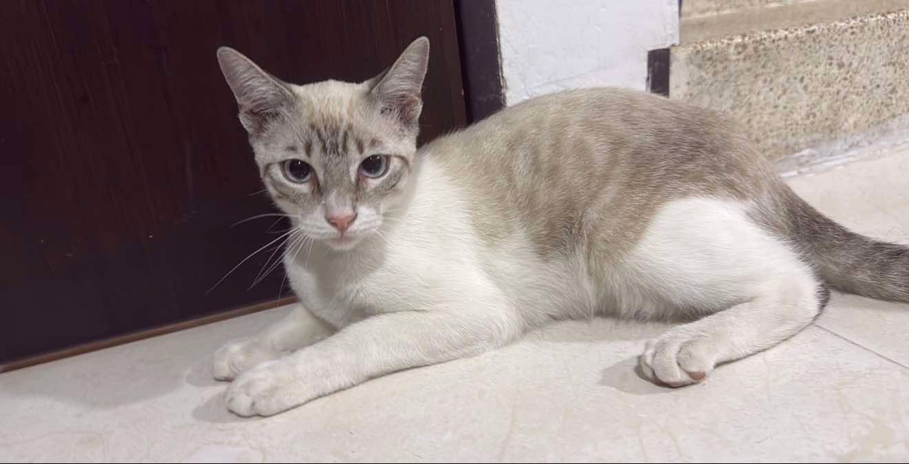 Gatico encontrado en Villaverde, Pereira 