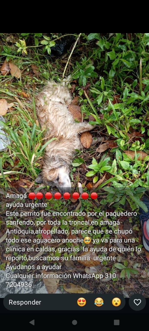 Perro adulto encontrado en Amagá Antioquia 