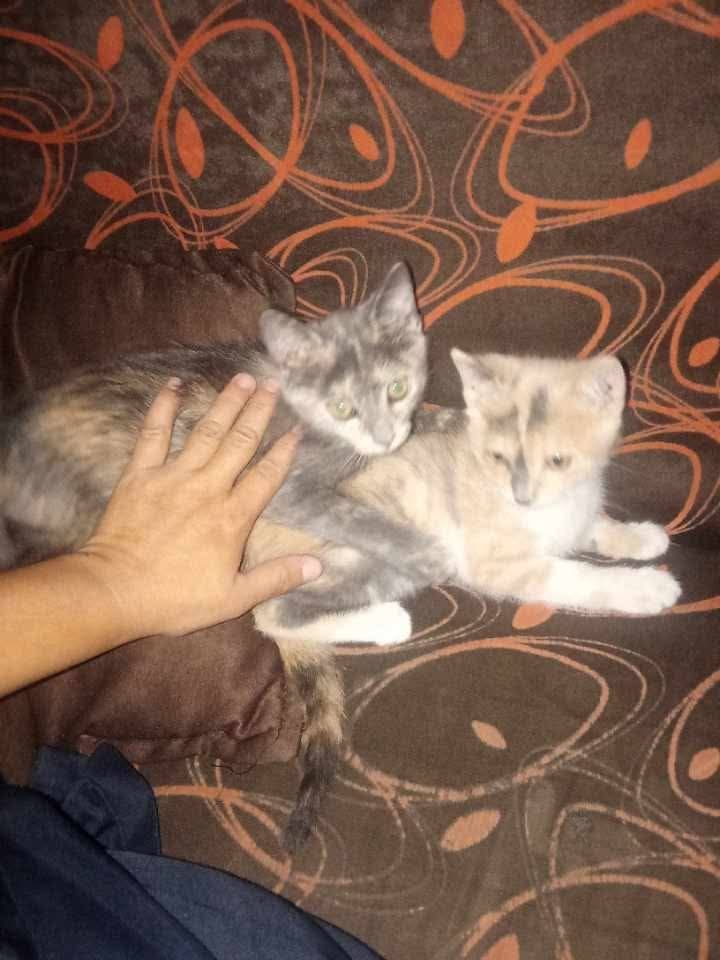 Adopta gatitas tiernas en Tuluá, Valle 