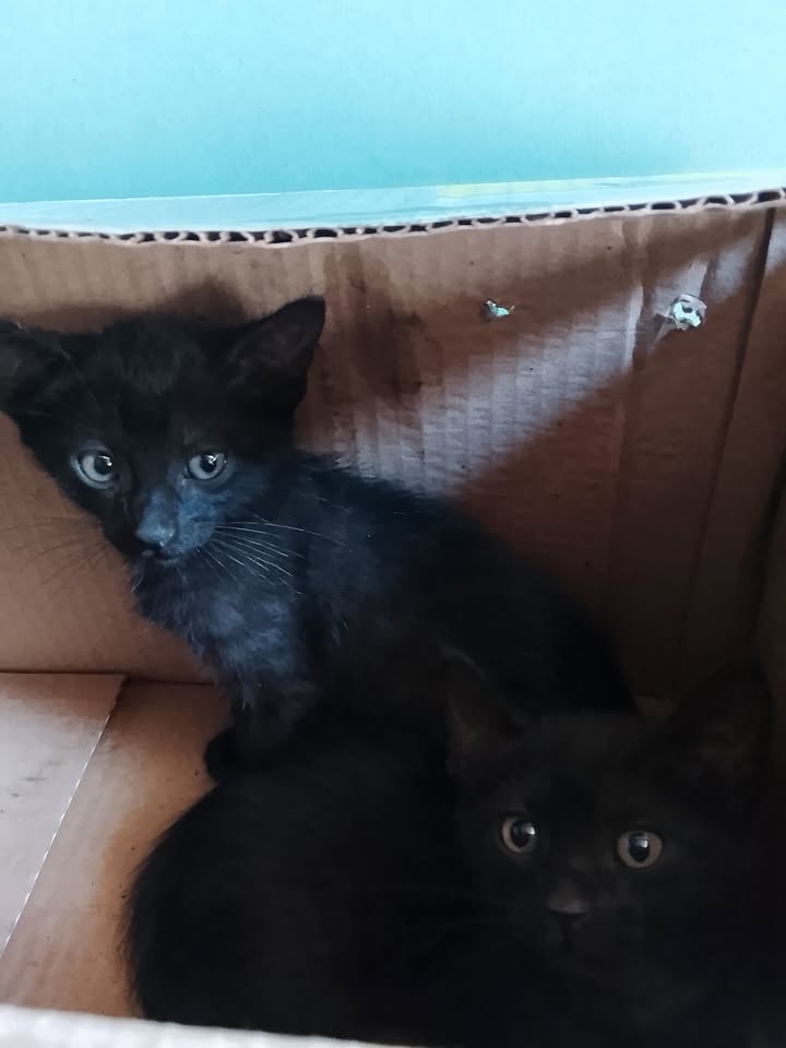 Gatitos negros en adopción en Neira, Caldas 
