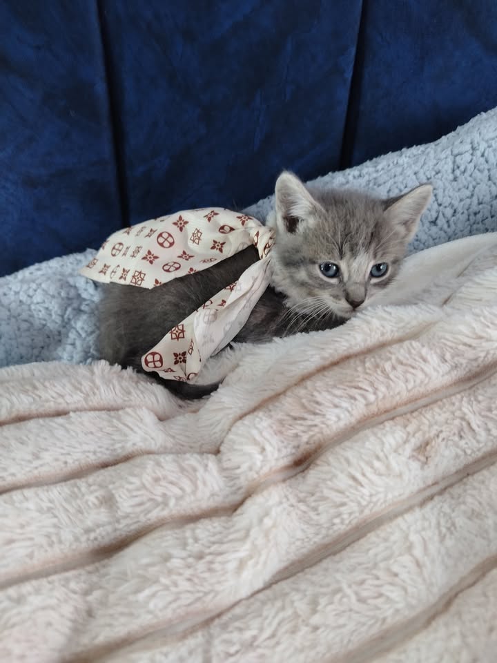 Adopción de gatitos en Bogotá y alrededores 
