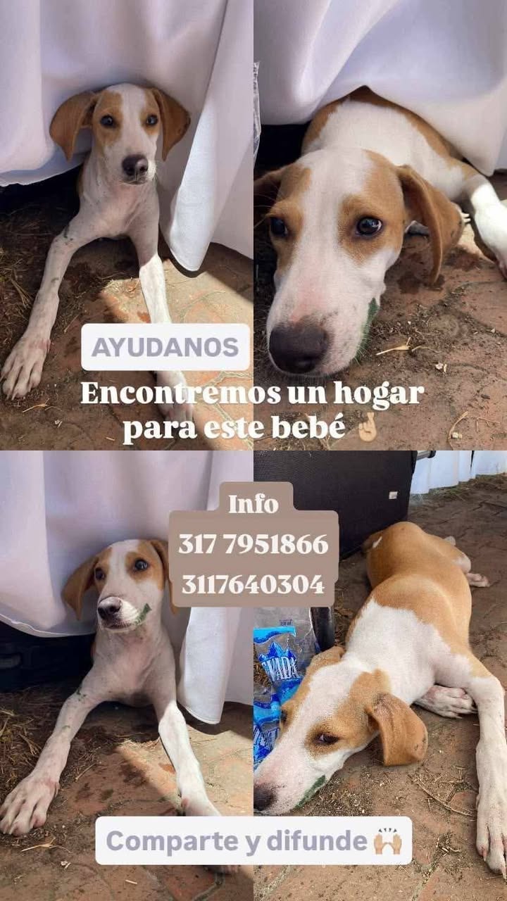 Perro en adopción en Tuluá, Valle 
