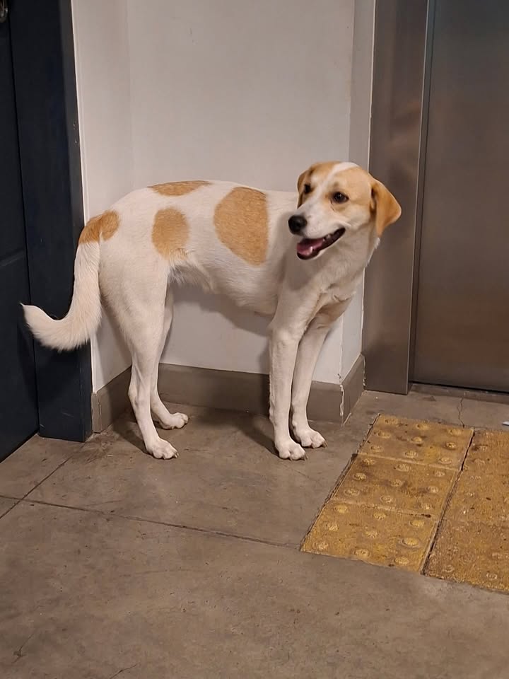 Perrita perdida en la estación del Megacable del Olaya, Pereira 