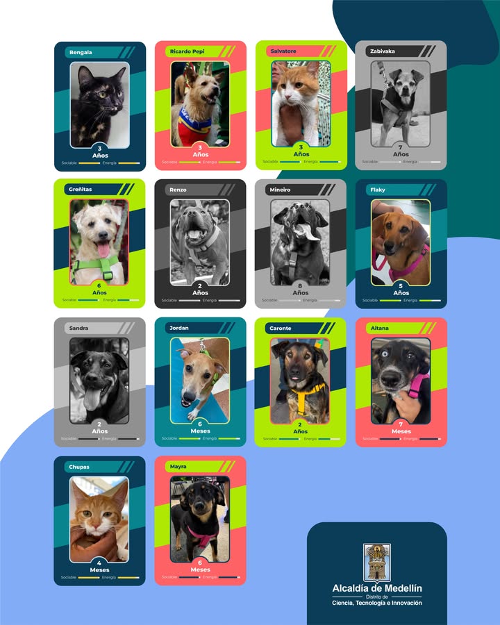 Adopta un Peludito Campeón: Álbum Perlini en Medellín 