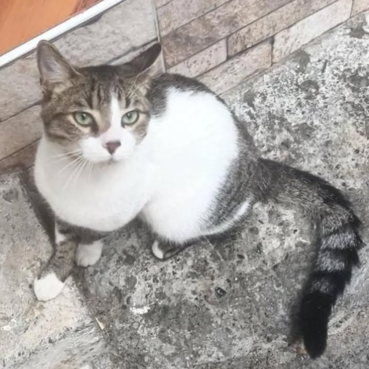 Gato en adopción en Pereira, Risaralda 