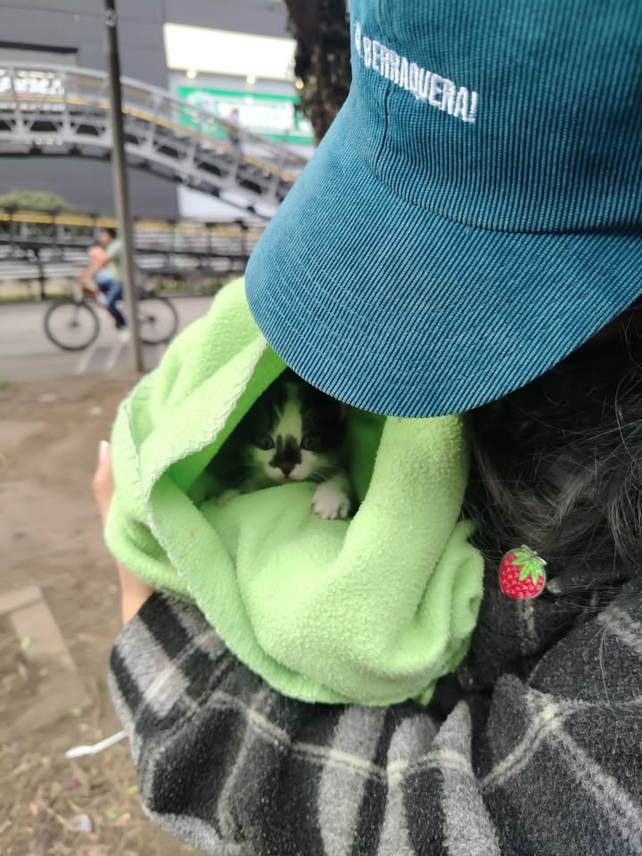 Adopción gatitos responsables y comprometidos en Bogotá 