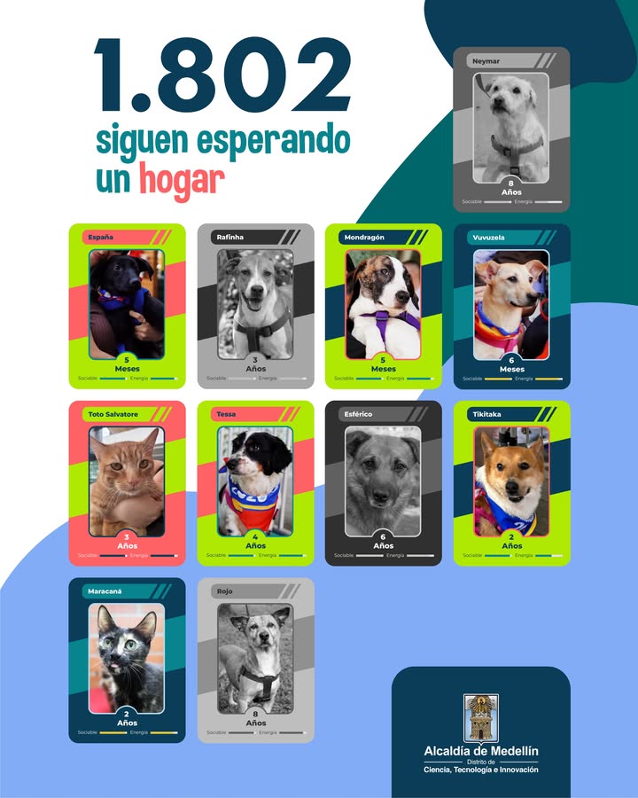 Adopta un Peludito Campeón: Álbum Perlini en Medellín 
