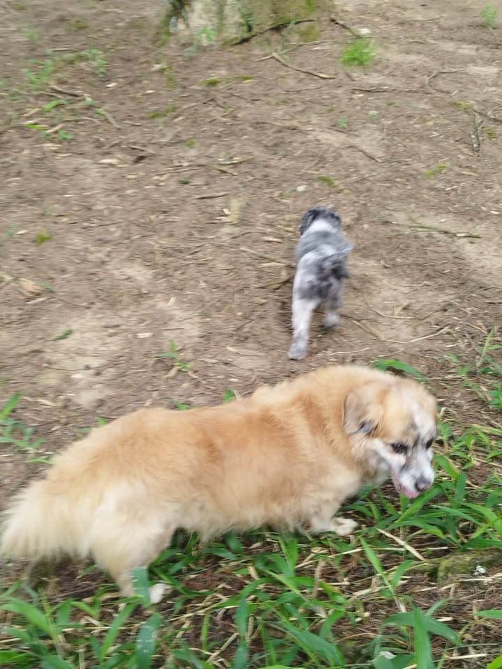 Perro adulto encontrado en Amagá Antioquia 