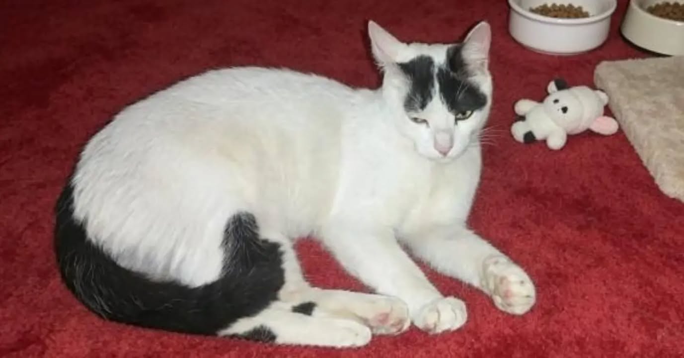 Gatita esterilizada de 7 meses busca hogar en Pereira 