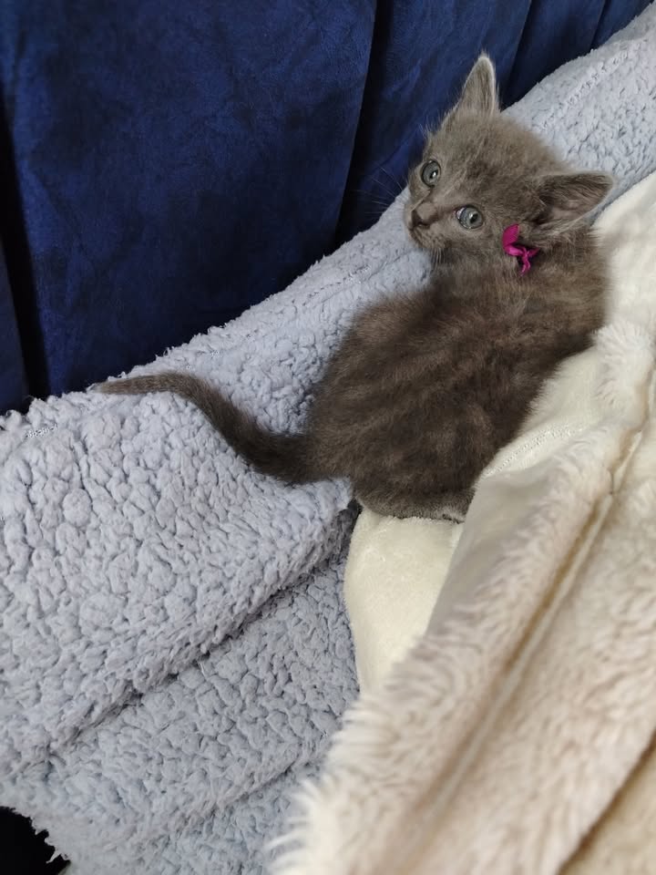 Adopción de gatitos en Bogotá y alrededores 
