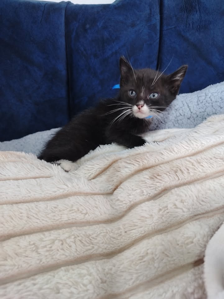 Adopción de gatitos en Bogotá y alrededores 