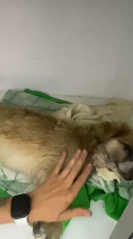 Perro encontrado en Amagá, Antioquia, Colombia 