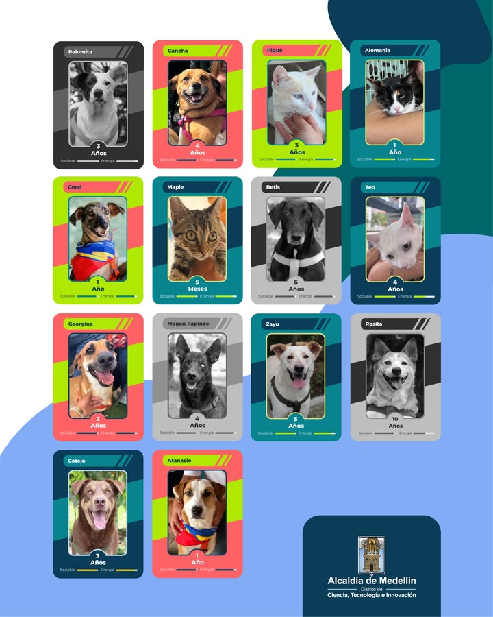 Adopta un Peludito Campeón: Álbum Perlini en Medellín 