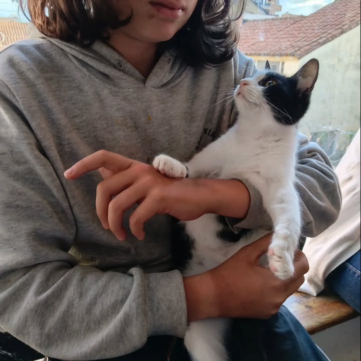 Adoptada: Gatita Galaxia se une a Cosmos en Bogotá 