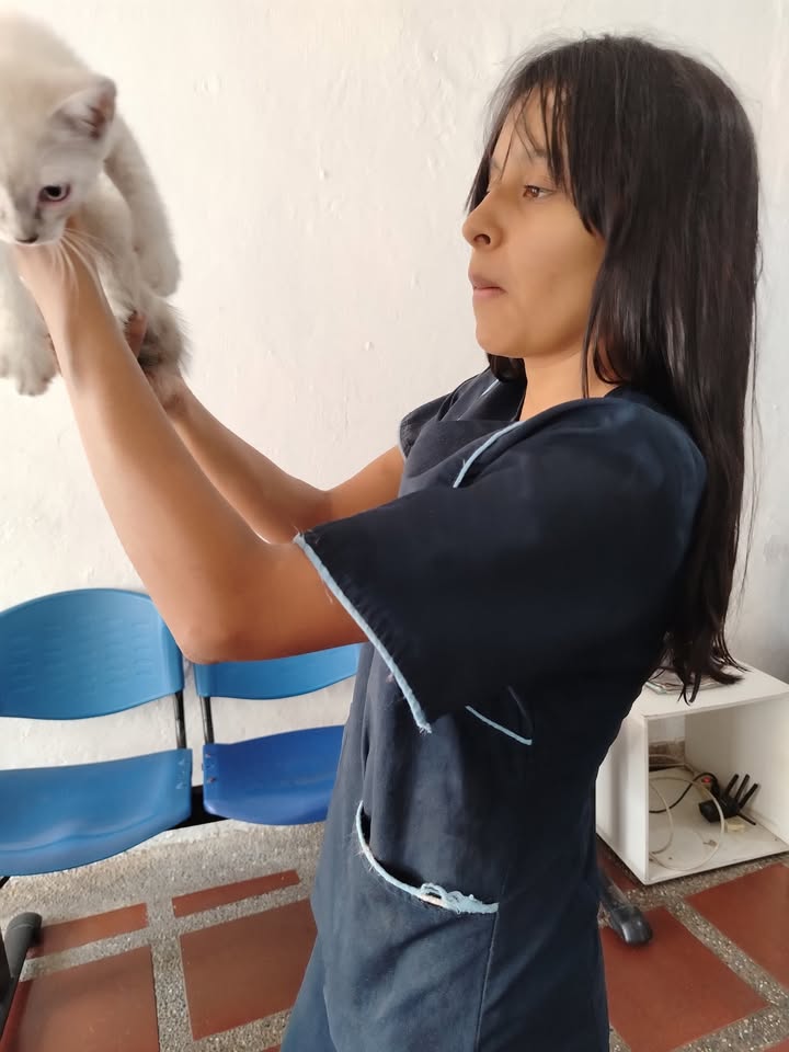 Adopción de gatitos en Bogotá y alrededores 