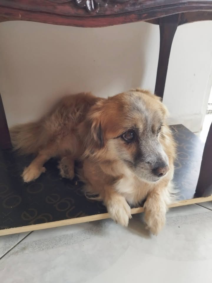 Perro adulto encontrado en Amagá Antioquia 
