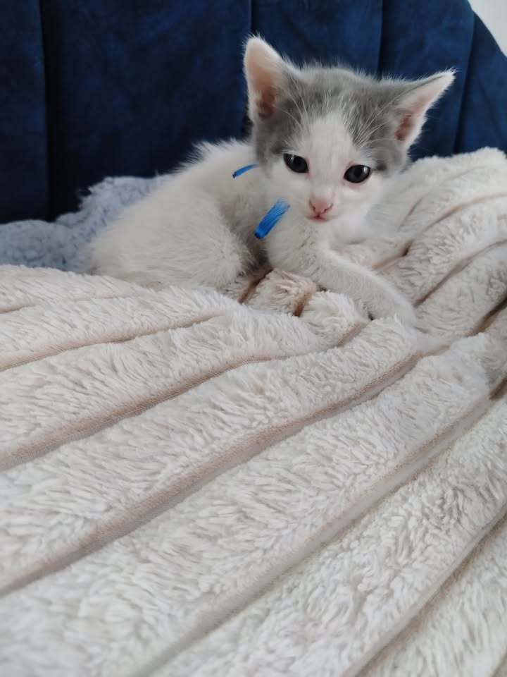 Adopción de gatitos en Bogotá y alrededores 