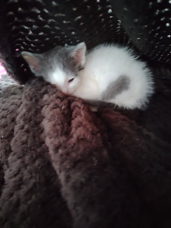 Adopción de gatitos en Bogotá y alrededores 