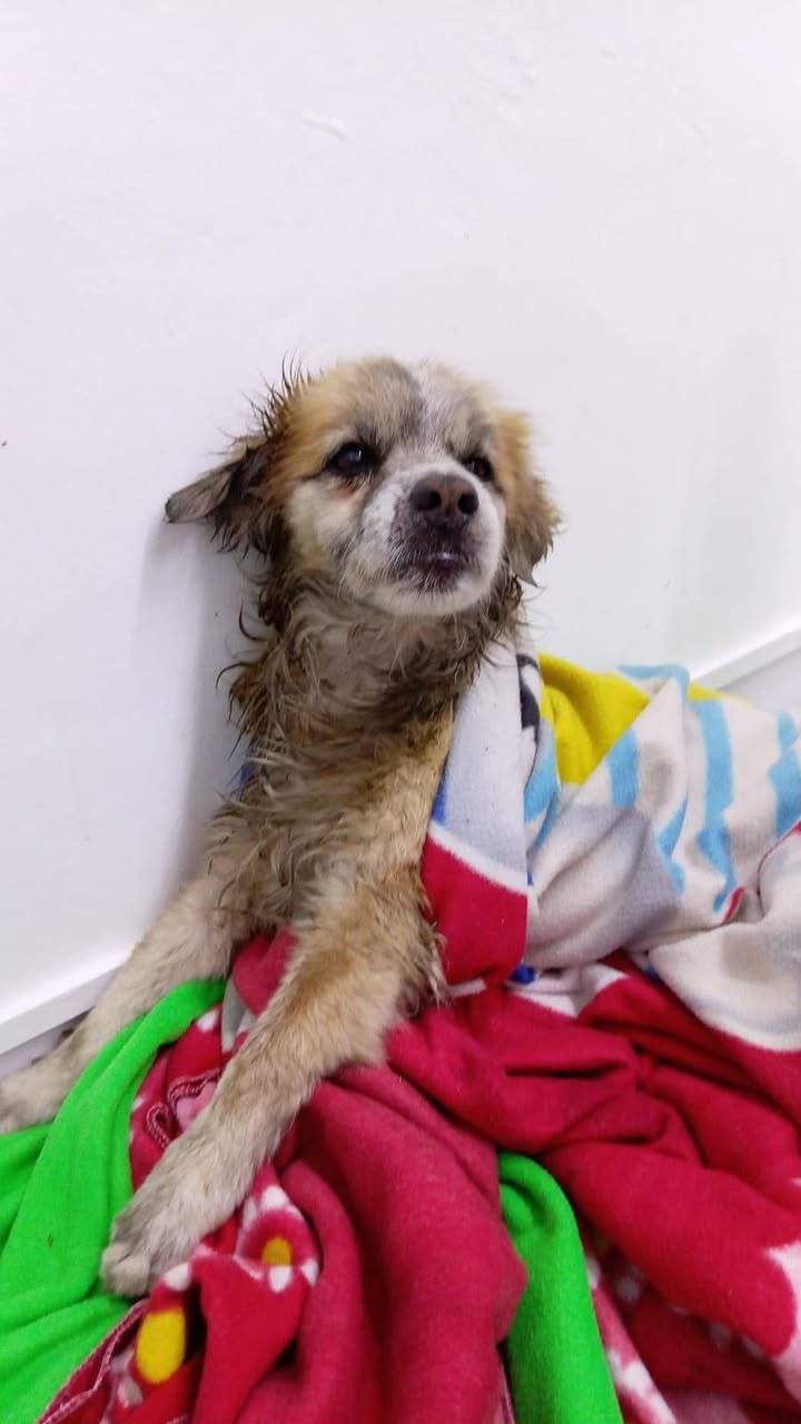 Perro adulto encontrado en Amagá Antioquia 