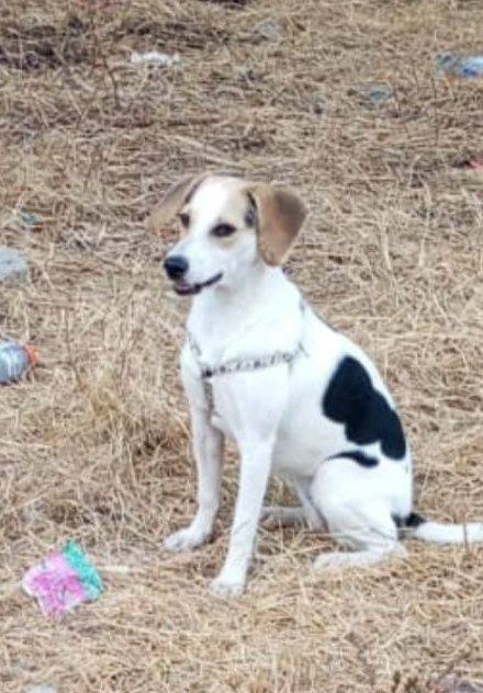 Perra Niña en adopción en Tuluá, Valle 