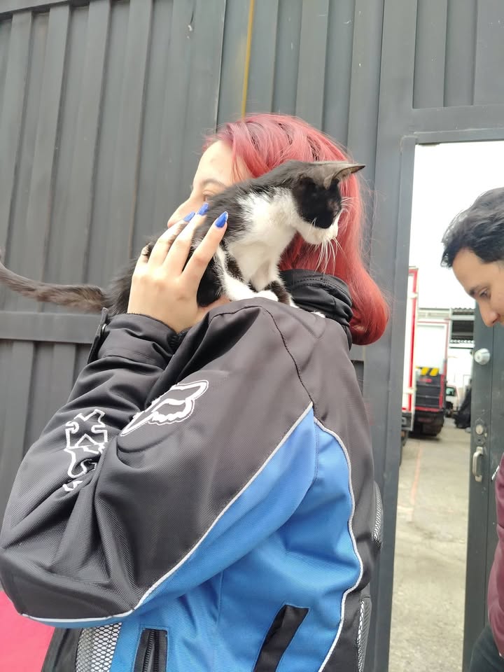 Adopción gatitos responsables y comprometidos en Bogotá 
