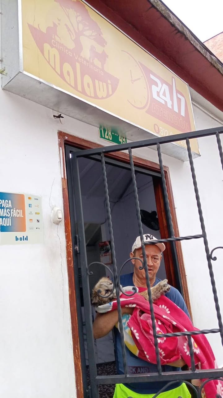Perro adulto encontrado en Amagá Antioquia 