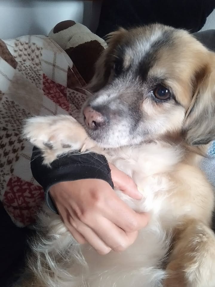 Perro adulto encontrado en Amagá Antioquia 