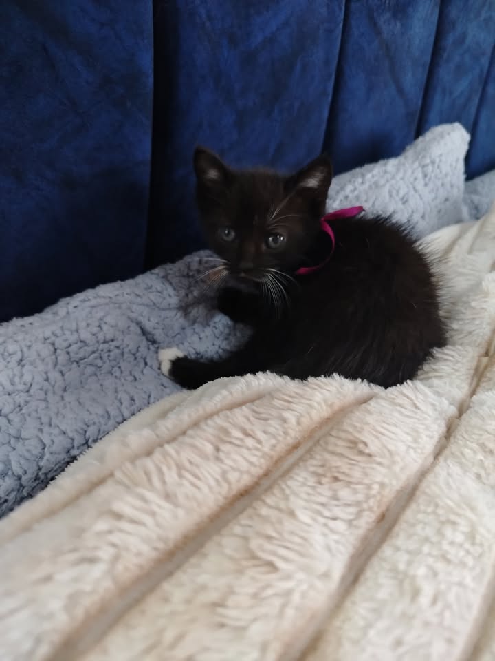 Adopción de gatitos en Bogotá y alrededores 