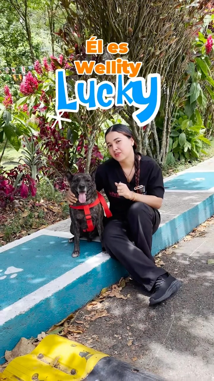 Adopta a Lucky, perro luchador en Medellín 