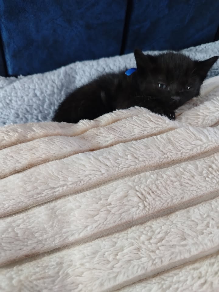 Adopción de gatitos en Bogotá y alrededores 