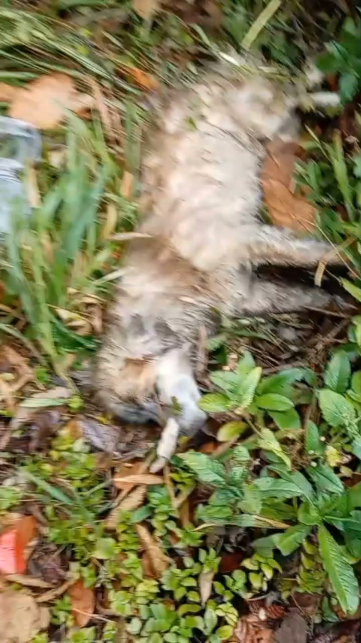 Perro atropellado encontrado en Amagá, Antioquia - Buscando familia 