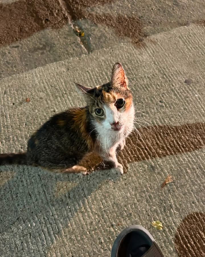 Gato encontrado en La Virginia, Risaralda 