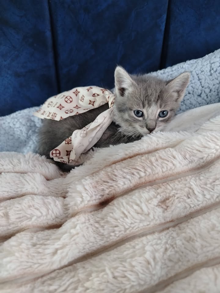 Adopta Gatito en Bogotá 