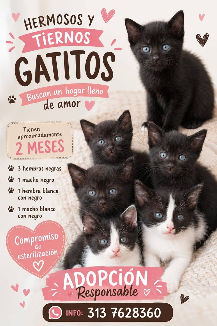 Adopción Responsable Gatitos Tuluá 