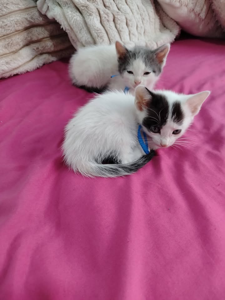 Adopta Gatito en Bogotá 
