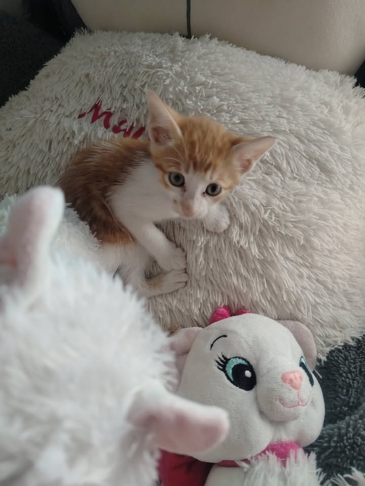 Adopta Gatito en Bogotá 
