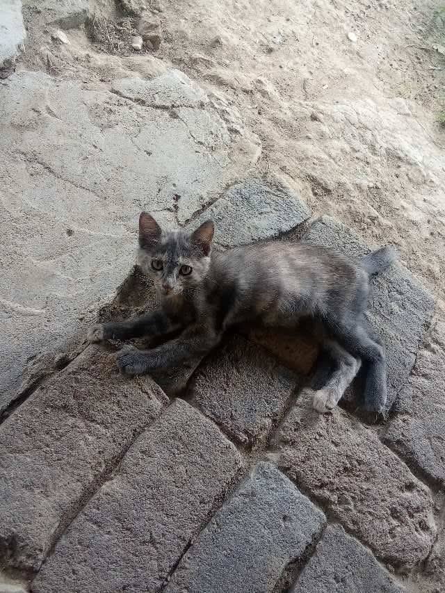 Gatica en adopción responsable en Tuluá 