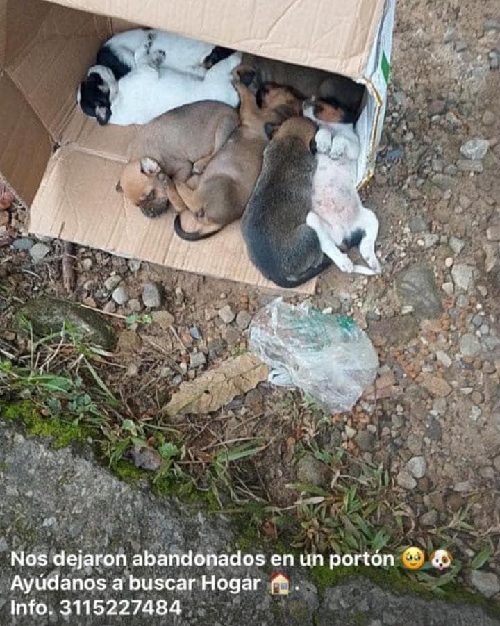 Cachorros en adopción en Santa Rosa de Cabal 