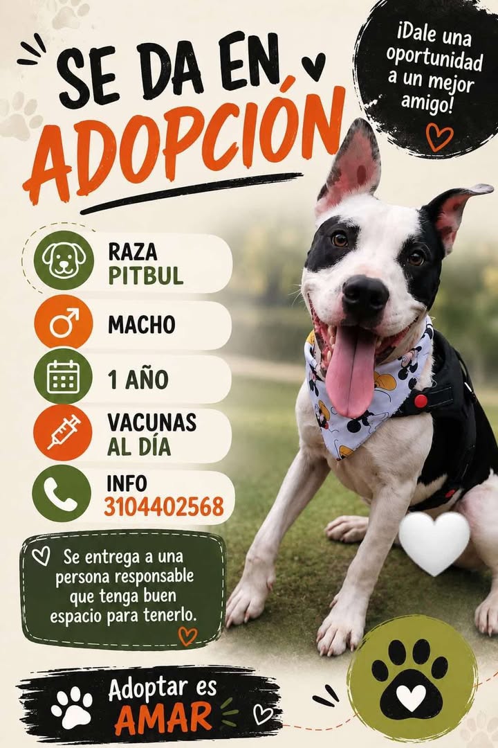 Se da en adopcion perro Pitbull Macho de 1 año en Pereira 