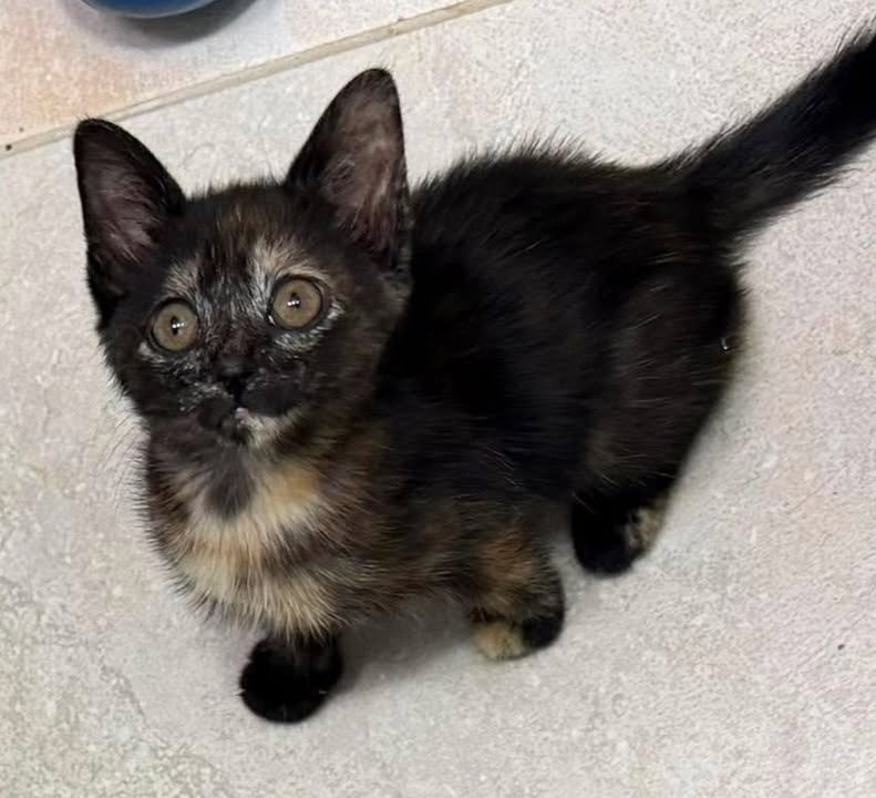 Linda Gatica en busca de hogar responsable y amoroso 