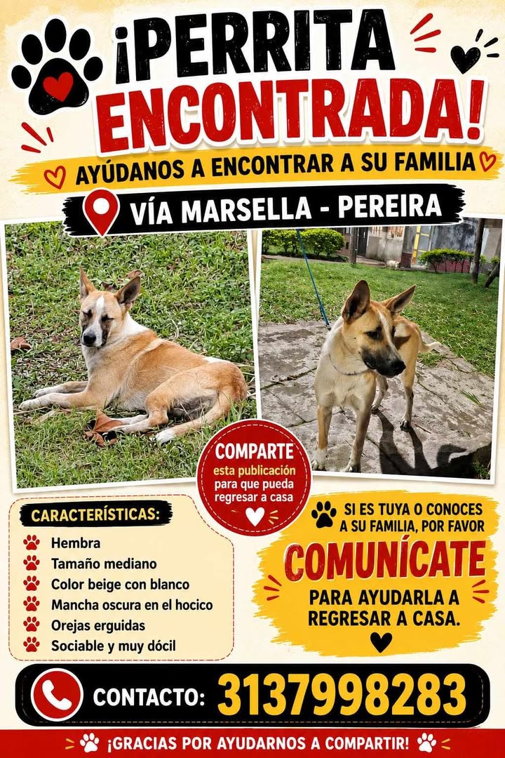 Perrita encontrada en Vía Marsella, Pereira 