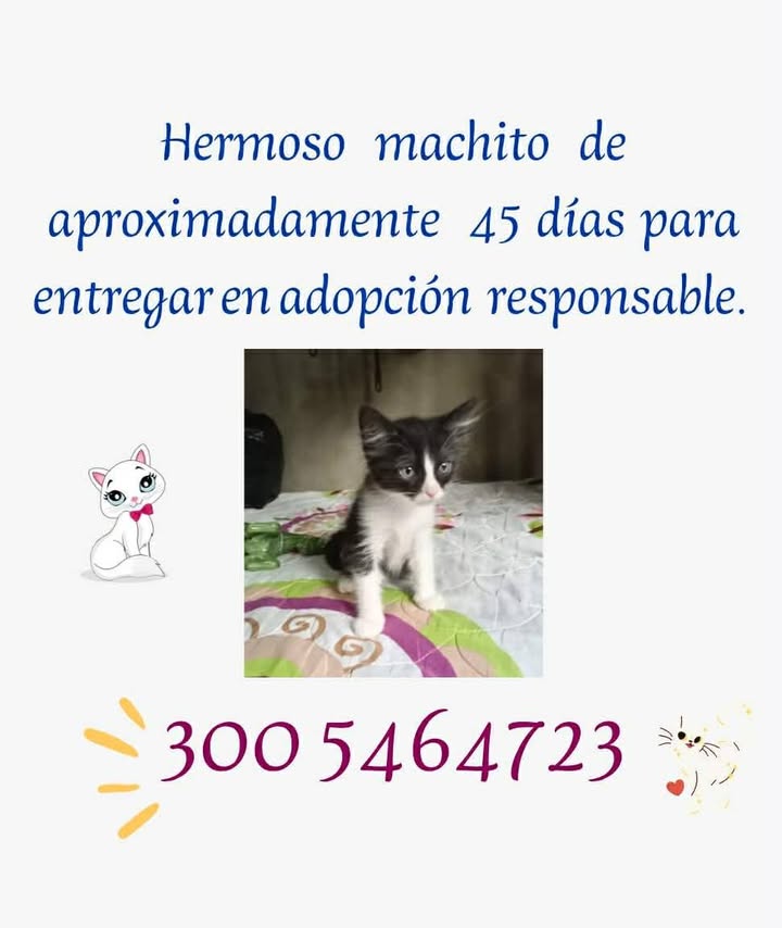Gatito Macho en Adopción Responsable Pereira 