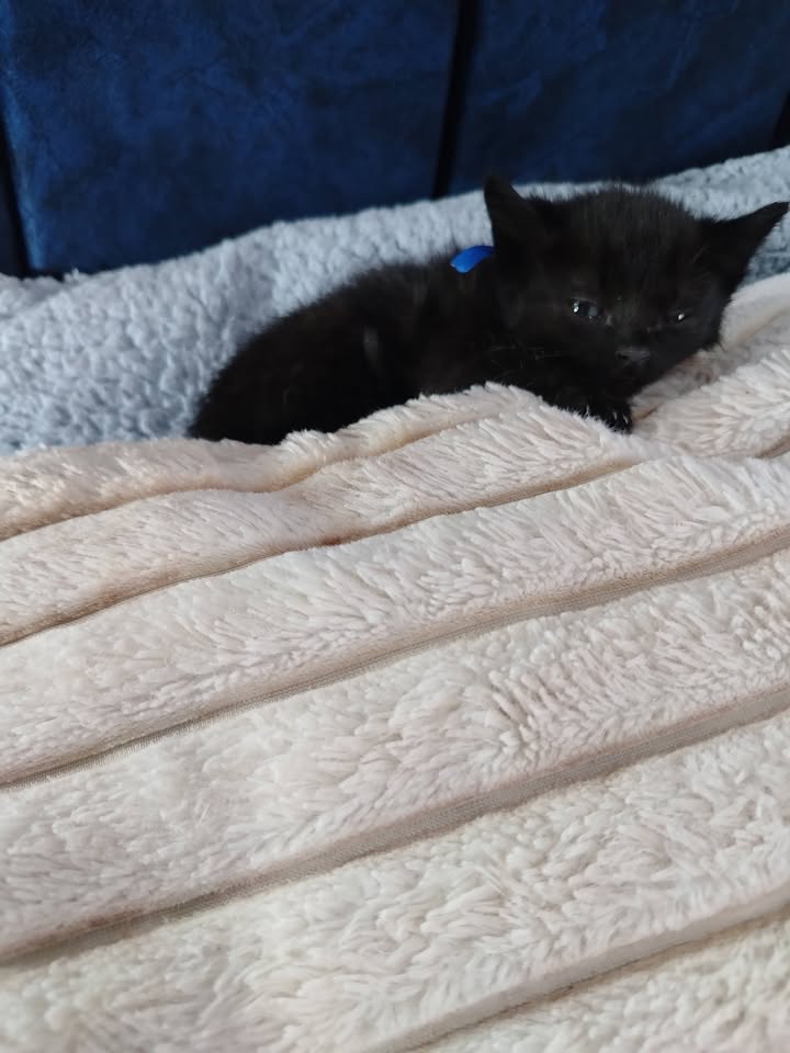 Adopta Gatito en Bogotá 