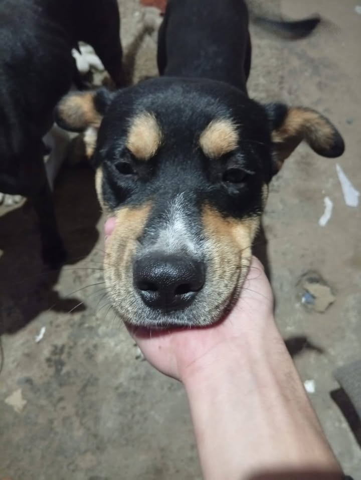 Perro noble y cariñoso busca nuevo hogar en Bogotá 