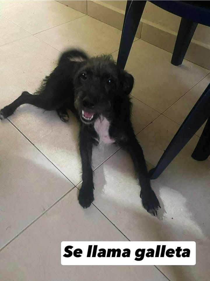 Perros en adopción en Tuluá, Valle 