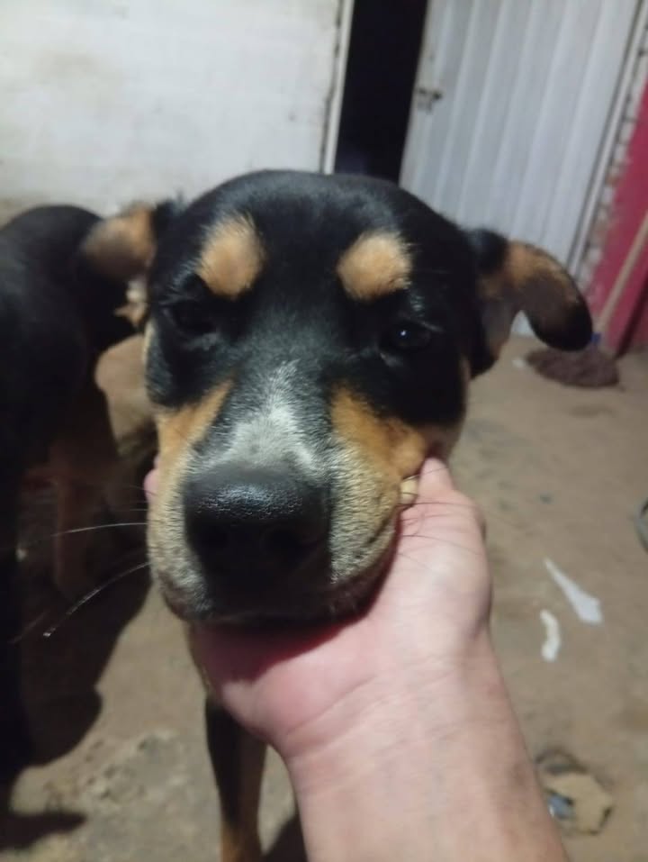Perro noble y cariñoso busca nuevo hogar en Bogotá 