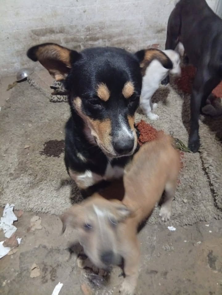 Perro noble y cariñoso busca nuevo hogar en Bogotá 